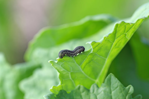 entomology