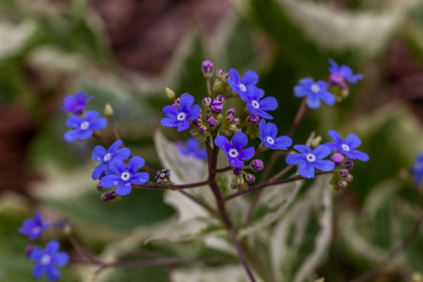 brunnera