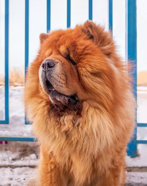 chow