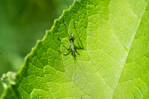 katydid
