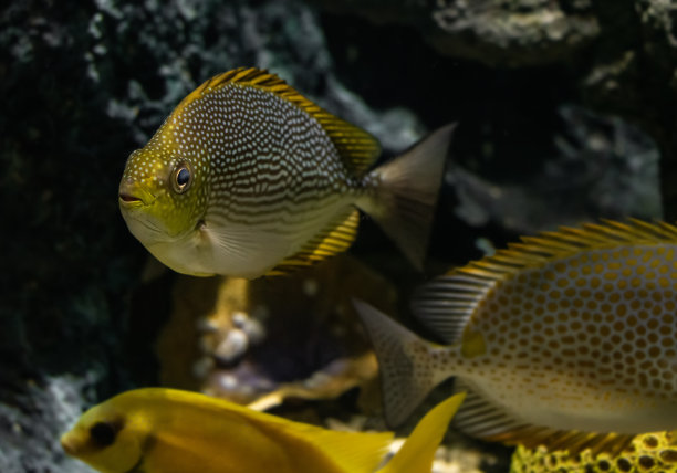 rabbitfish
