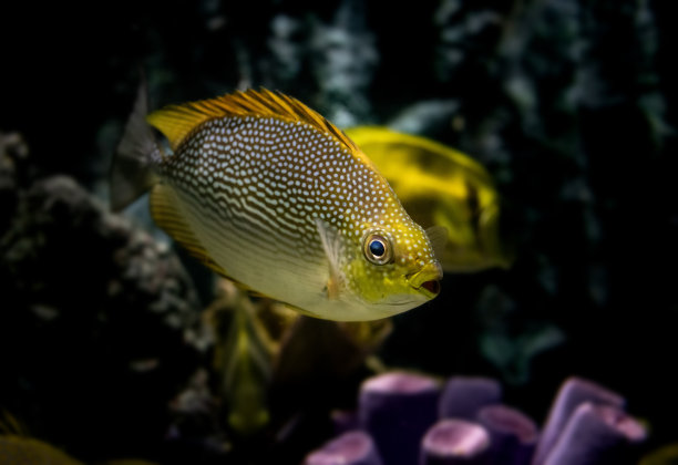 rabbitfish