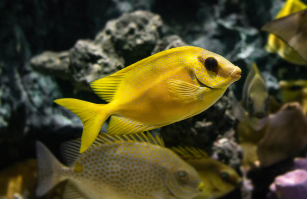 rabbitfish