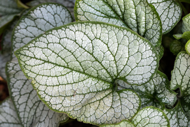 brunnera