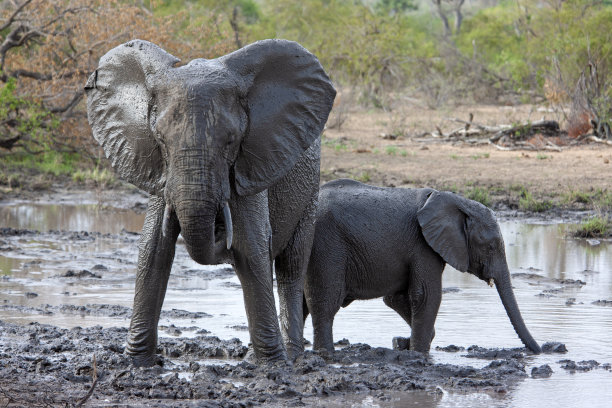 玩泥巴的大象