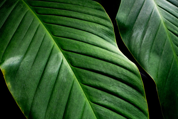 热带植物叶子抽象背景