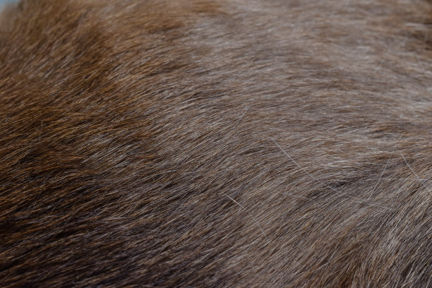 hairs