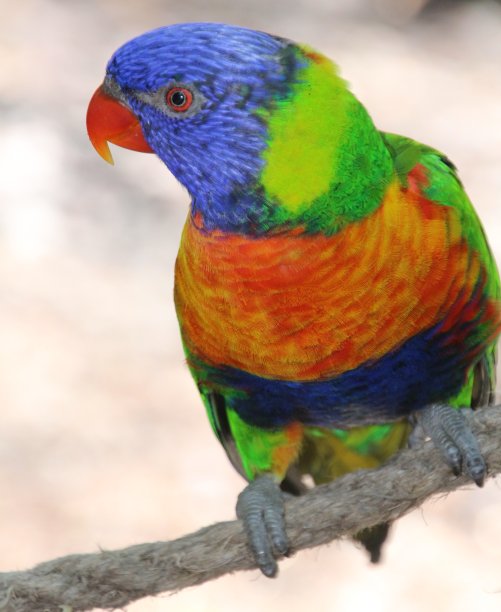 lorikeets