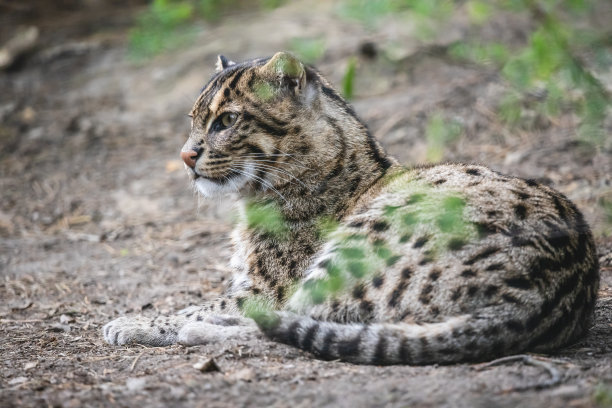 felis