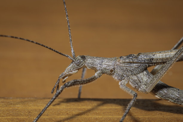 katydid