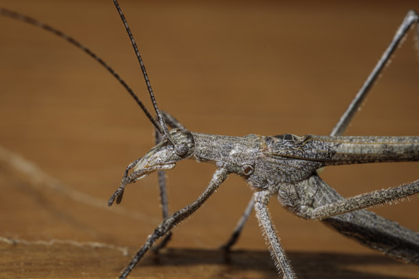 katydid