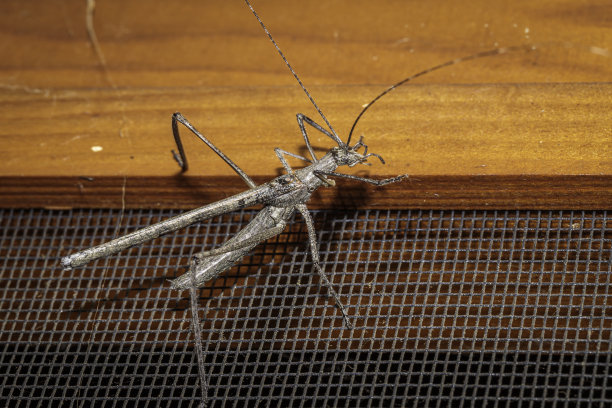 katydid