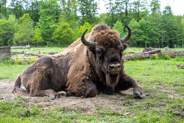 bison