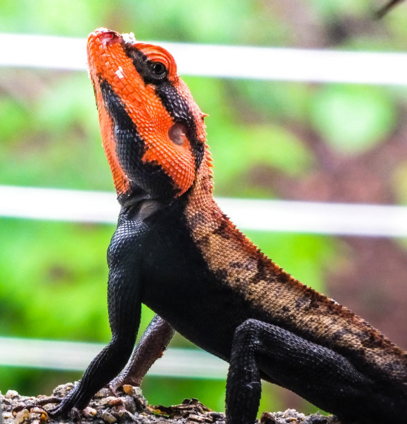 agama