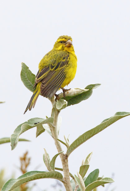 canary
