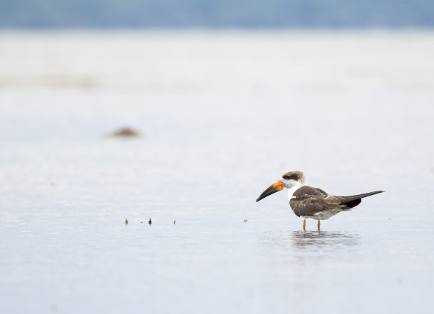 skimmer