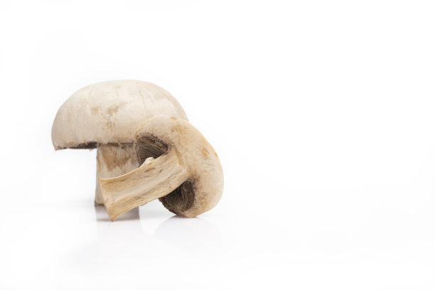 agaric