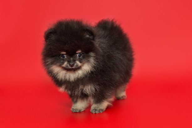 pedigree