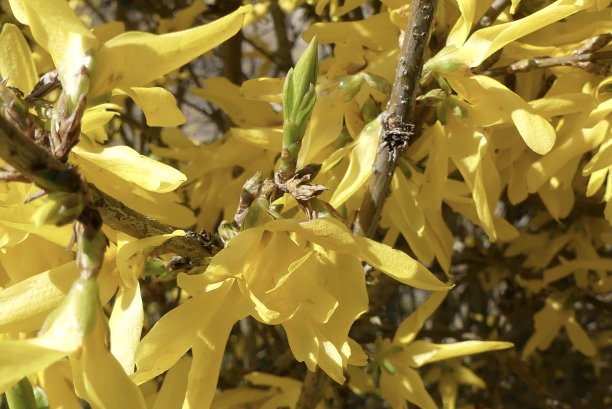 forsythia