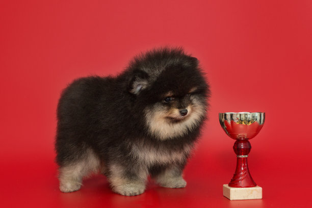 pedigree