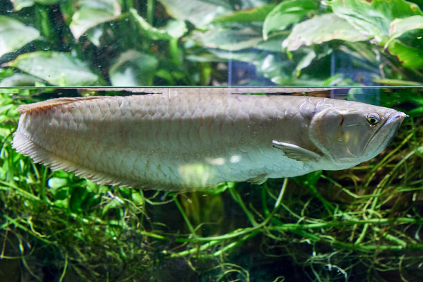 arowana