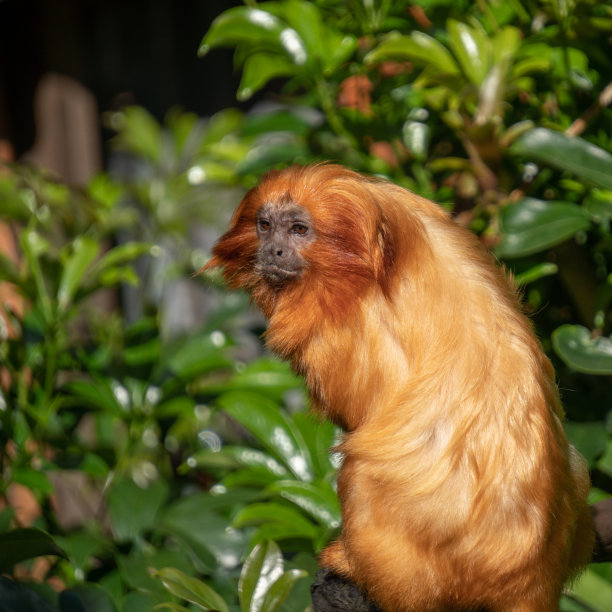 saguinus