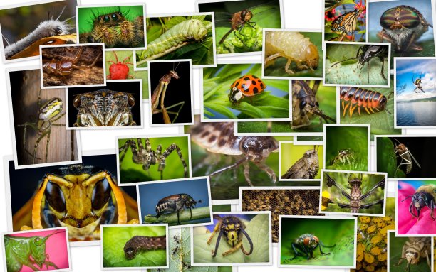 entomology