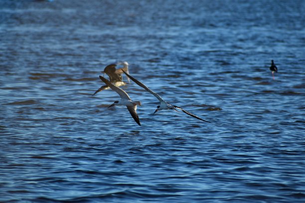 skimmer