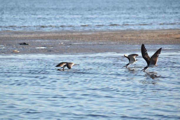 skimmer