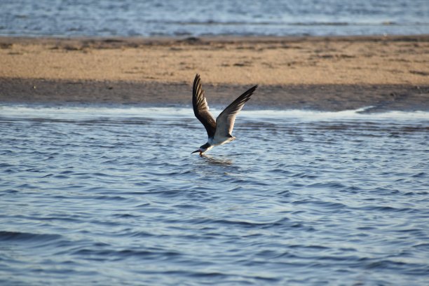 skimmer