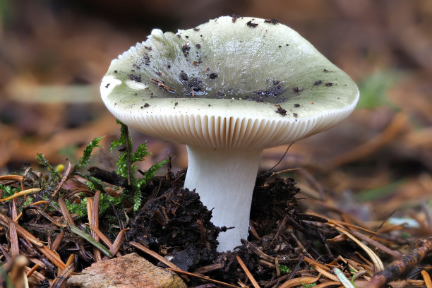 agaric
