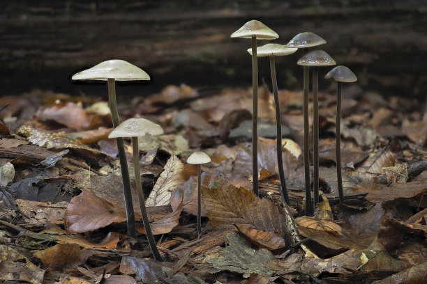 agaric