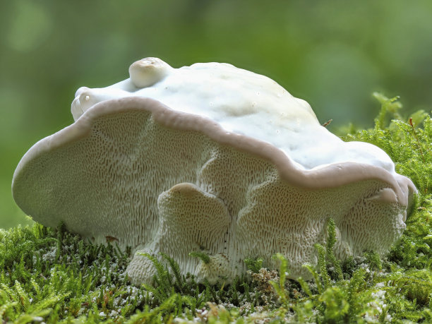 agaric