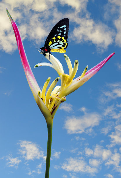 ornithoptera
