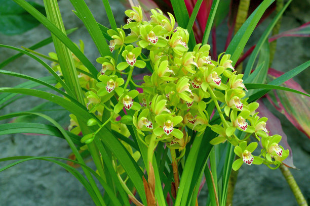 cymbidium
