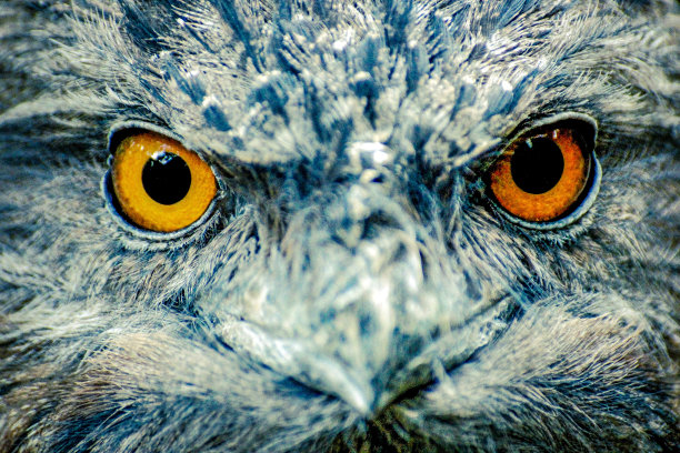 stare