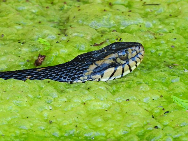 natrix