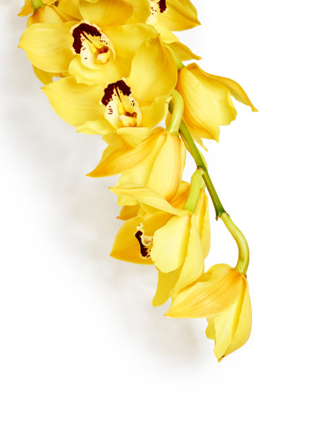 cymbidium