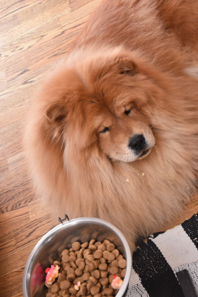 chow