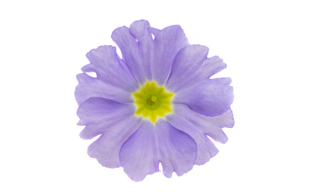 primula
