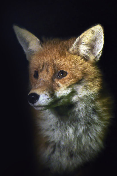 foxface