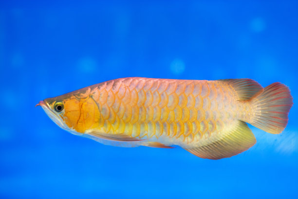 arowana