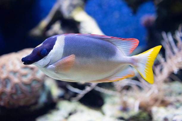 rabbitfish