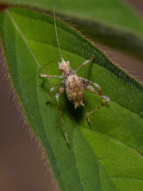 katydid