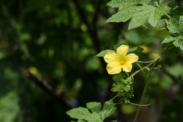 苦瓜与菜架