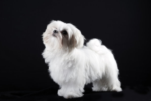 pedigree