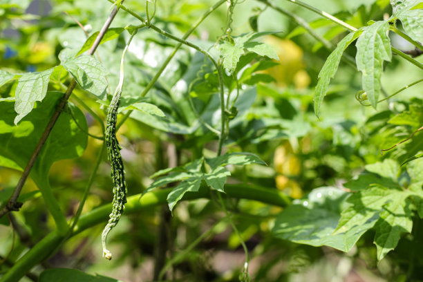 苦瓜与菜架