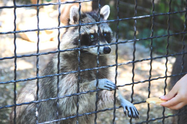 captivity