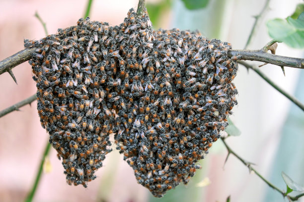 swarm