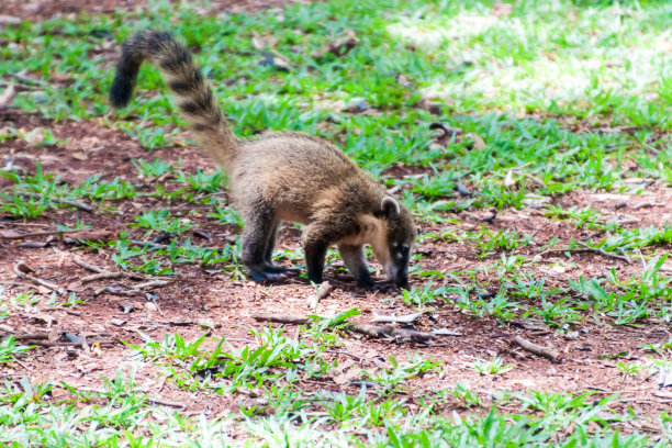 coatimundi